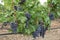 Grape vines with black grapes. Vineyard. Crimea.