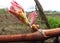 Grape vines blooming. Springtime in vineyard. Macro