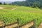 Grape Vines Dundee Hills