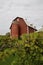 Grape vines in front of an old red barn