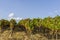 Grape vines and grapevines with autumn leaves in blue sky