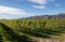 Grape vines growing in the mountains