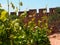 Grape Vines growing at Silves Castle In Portugal