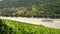 Grape vines growing in a vineyard with tourist river cruise boat and sailing on the River Rhine, Germany