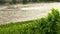 Grape vines growing in a vineyard with tourist river cruise boat sailing on the River Rhine, Germany