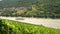 Grape vines growing in a vineyard with tourist river cruise boat sailing on the River Rhine, Germany