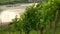 Grape vines growing in a vineyard with tourist river cruise boat sailing on the River Rhine, Germany