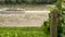 Grape vines growing in a vineyard with tourist river cruise boat sailing on the River Rhine, Germany