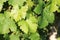 Grape Vines and leaves- Greek food and wine and cuisine tours all over the world