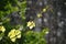 Grape vines in the light spring rain