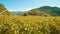 Grape vines with lush yellow leaves grow on plantation