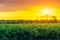 Grape vines in McLaren Vale at sunset