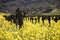 Grape Vines and Mustard Flowers, Napa Valley