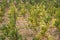 Grape vines by rows with clusters of ripe yellow white grape berries