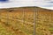 Grape Vines Rows Winter Vineyards Red Mountain Benton City Washington