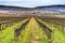 Grape Vines Rows Winter Vineyards Red Mountain Benton City Washington