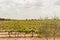 Grape vines of southeast Spain