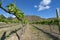 Grape vines strung and growing between posts along wires in rows leading to distant hill