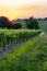 Grape vines at sunset in Brittany, France