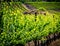 Grape Vines, Temecula, California