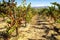 Grape Vines, Temecula Wine Country