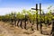 Grape Vines, Vineyard, Baja, Mexico