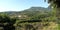 Grape vines in vineyard with Mont Ventoux