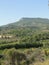Grape vines in vineyard with Mont Ventoux