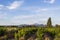 Grape Vines In Vineyard With Mont Ventoux In Background at golden hour, sunset light in Provence, southern France