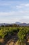 Grape Vines In Vineyard With Mont Ventoux In Background at golden hour, sunset light in Provence, southern France