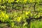 Grape vines in a vineyard near Montalcino, Val d`Orcia, Tuscany,