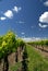 Grape Vines and White Clouds