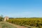 Grape vines in wide French rural landscape