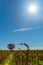 Grape vines in wide French rural landscape