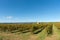 Grape vines in wide French rural landscape