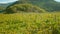 Grape vines with yellow leaves grow on valley vineyard