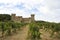 Grape vineyard with castle