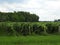 Grape vineyard in the FingerLakes of NYS