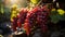 Grape vineyard, ripe fruit, autumn harvest, healthy organic winemaking generated by AI
