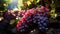 Grape vineyard, ripe fruit, fresh leaf, nature autumn winemaking generated by AI