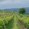 Grape vineyard in Transylvania, Romania