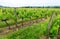 Grape vineyards, France rural