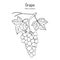 Grape, Vitis vinifera, branch with leaves and fruit, edible and medicinal plant