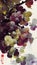 Grape watercolour illustration grapes painting fruit art wine wine leafs