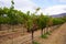 Grape wines in vineyard, Napa Valley