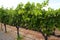 Grape wines in vineyard, Napa Valley