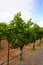 Grape wines in vineyard, Napa Valley