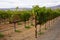 Grape wines in vineyard, Napa Valley