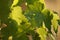 Grape young leaves with raindrops beautifully lit by the setting sun