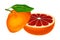 Grapefruit as Subtropical Citrus Semisweet Fruit Showing Juicy Segments Vector Illustration